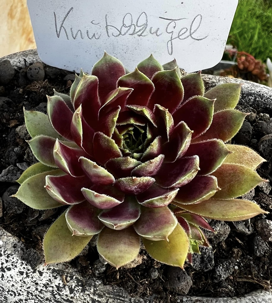 Knutschkugel (NNG)