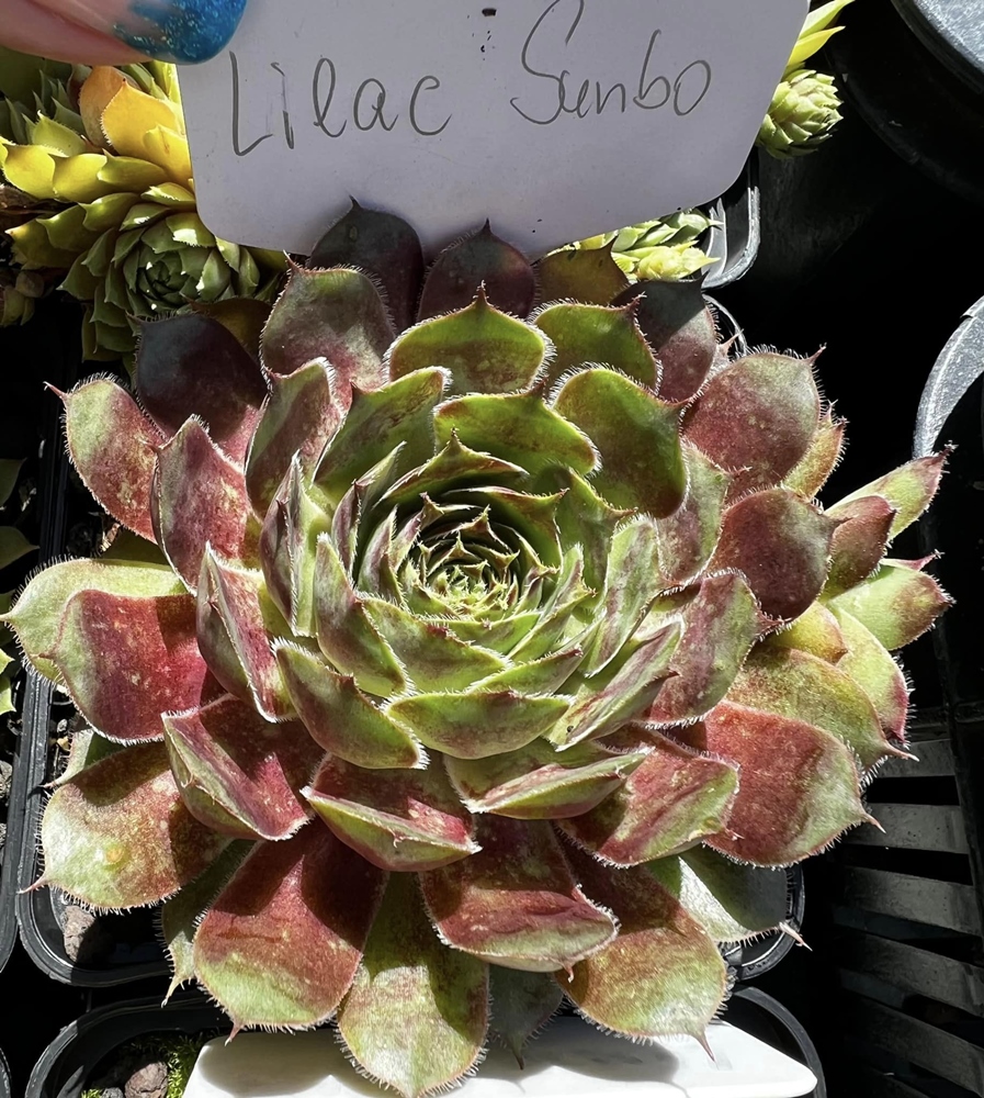 Lilac Sunbo (Netzfund)