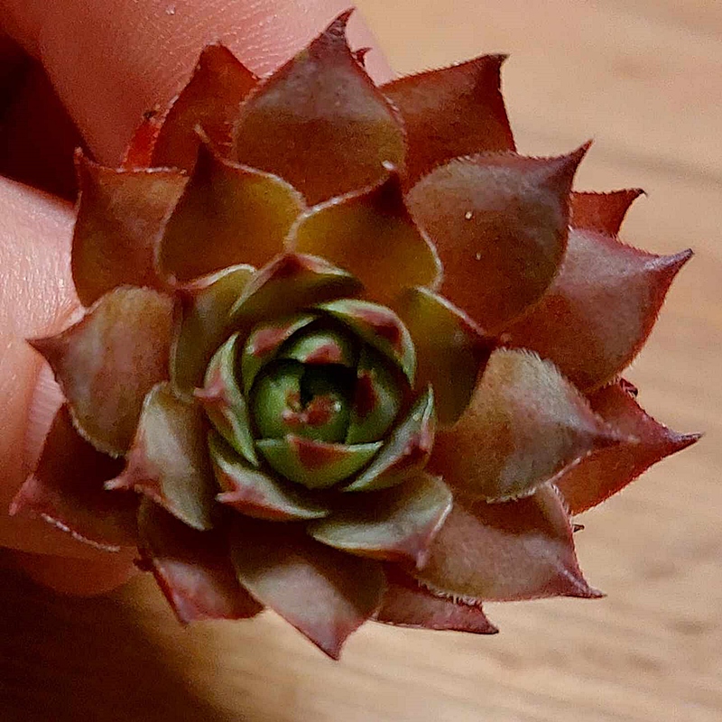 Mandala (NG)