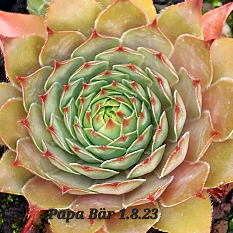 Papa Bär (Netzfund)