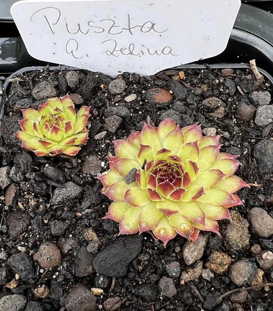 Pußta (Netzfund)