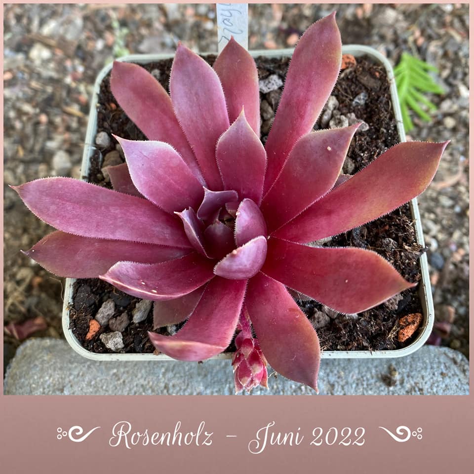 Rosenholz (Netzfund)
