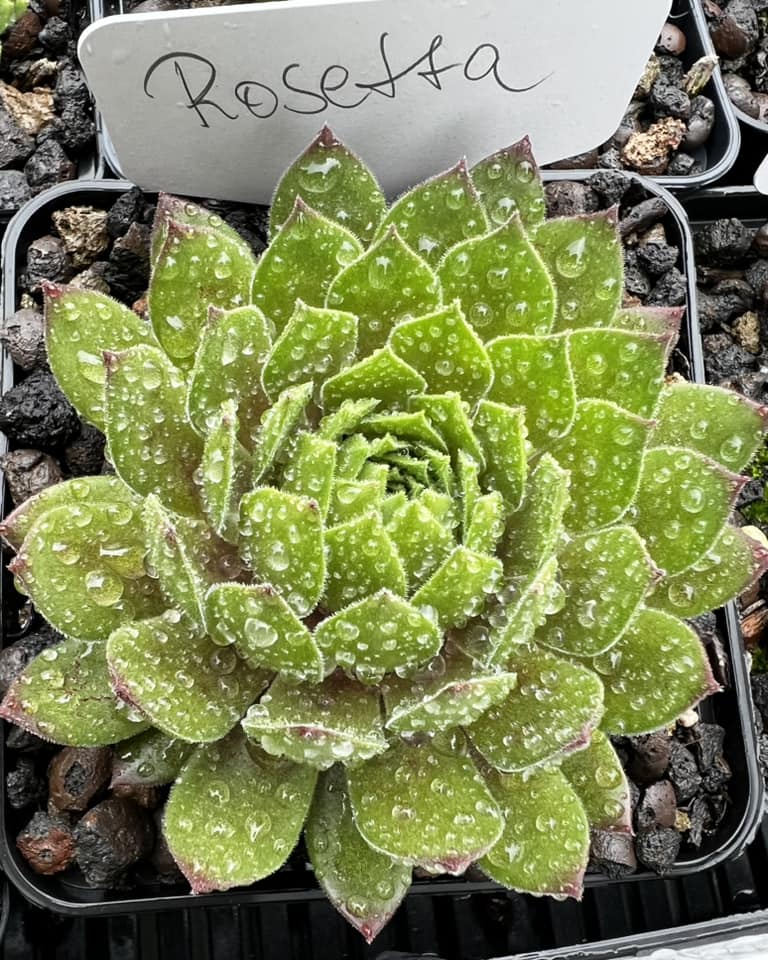Rosetta (NNG)
