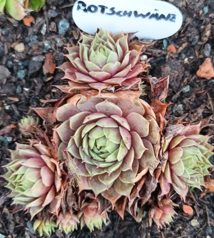 Rotschwänzchen