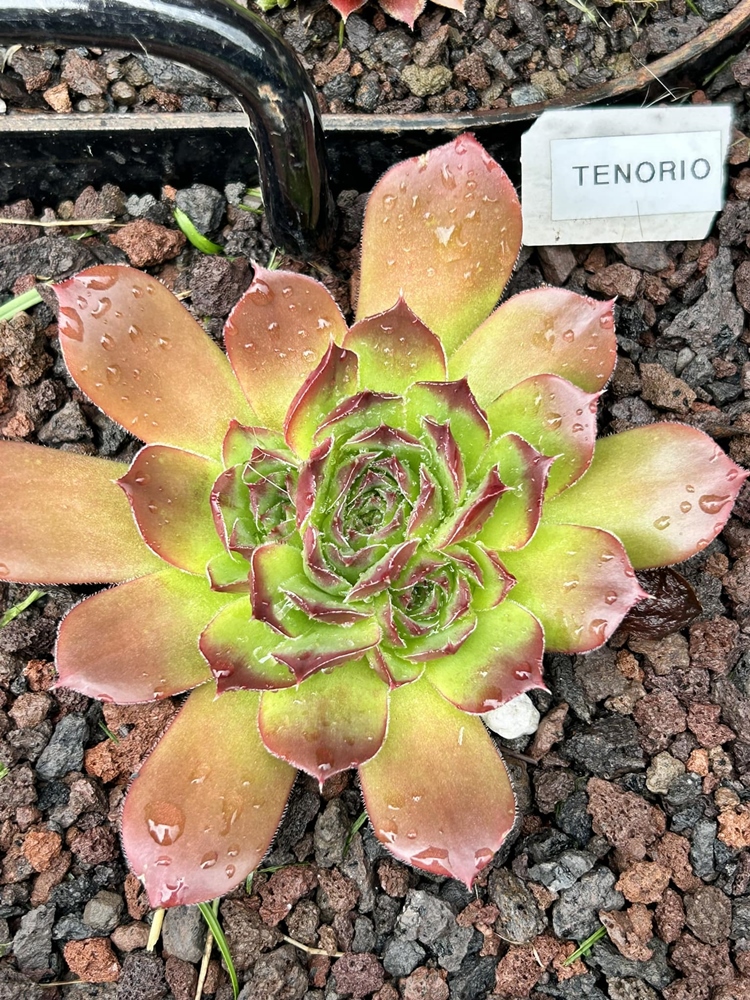 Tenorio / Jovi