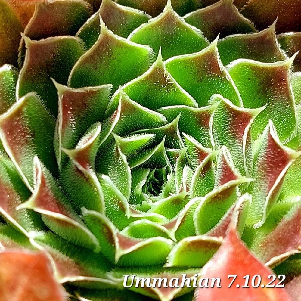 Ummahian / Jovi