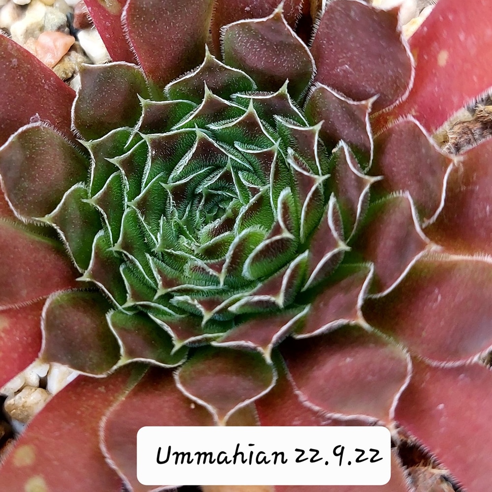 Ummahian / Jovi