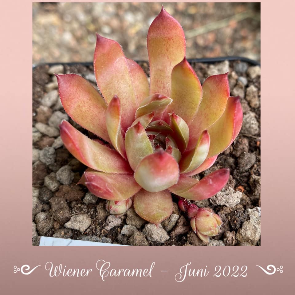 Wiener Caramel (Netzfund)
