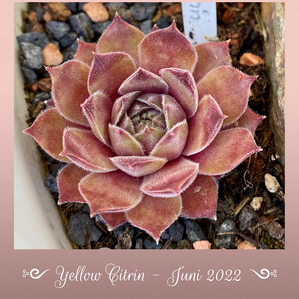Yellow Citrin (NNG)
