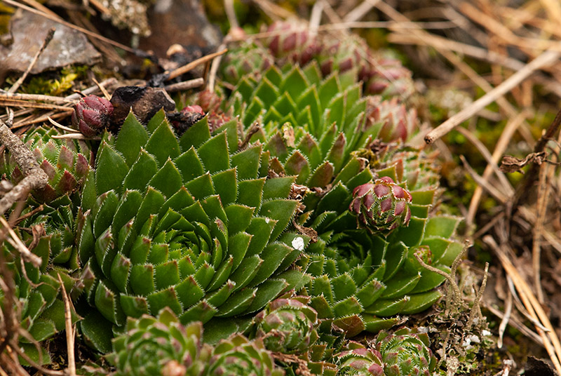 globiferum ssp. globiferum from Kalinova Ves, O