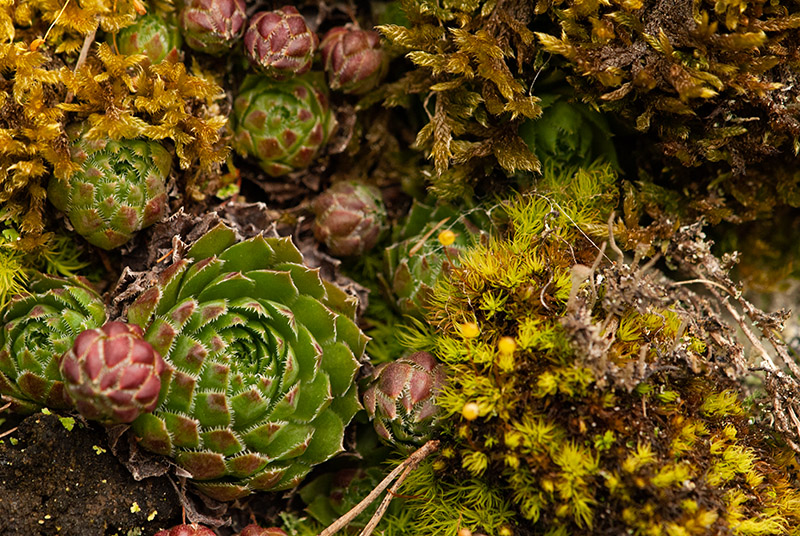 globiferum ssp. globiferum from Kalinova Ves, O