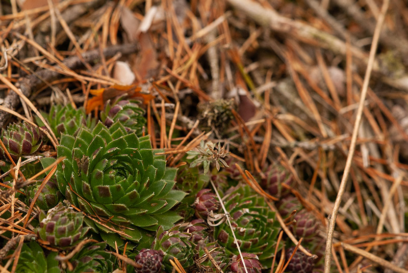 globiferum ssp. globiferum from Kalinova Ves, O