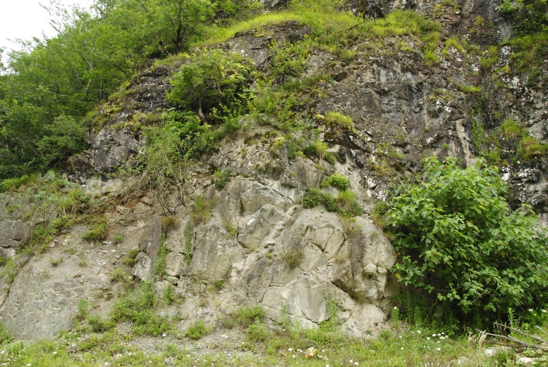 furseorum cf. from Caykara, 4 km S