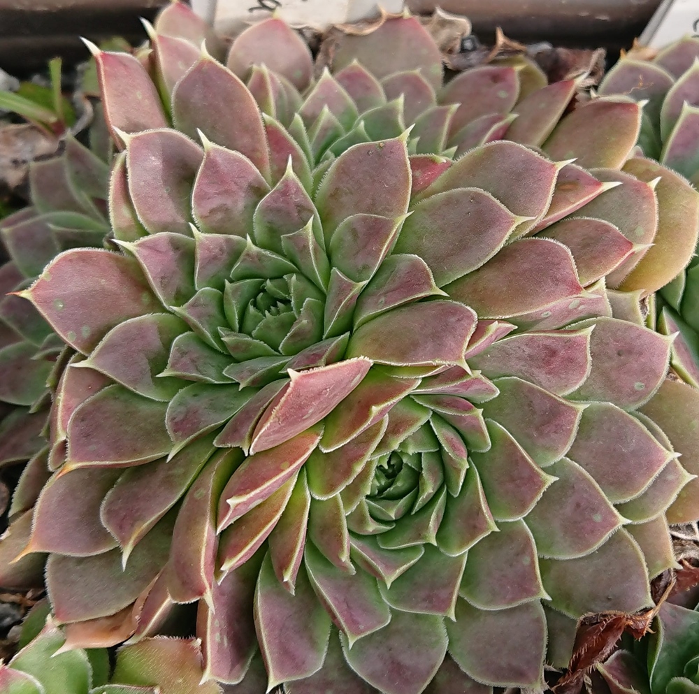 Anniella