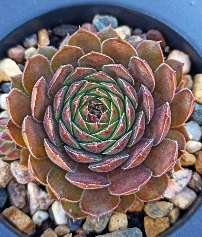 Bob (Netzfund)