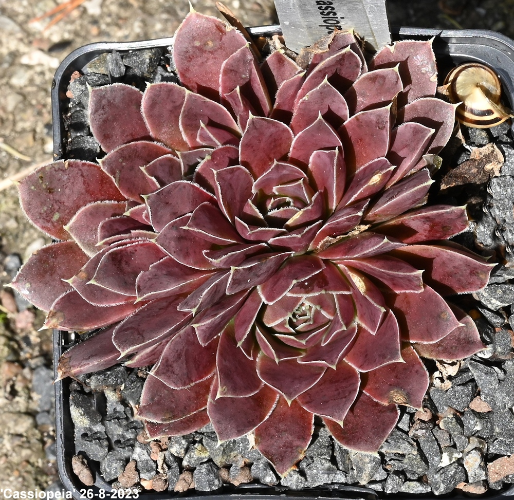 Cassiopeia / Jovi