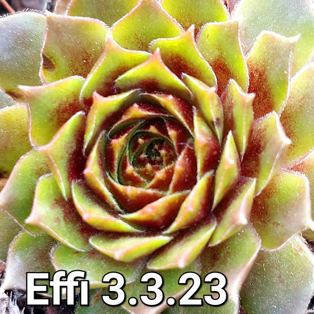 Effi
