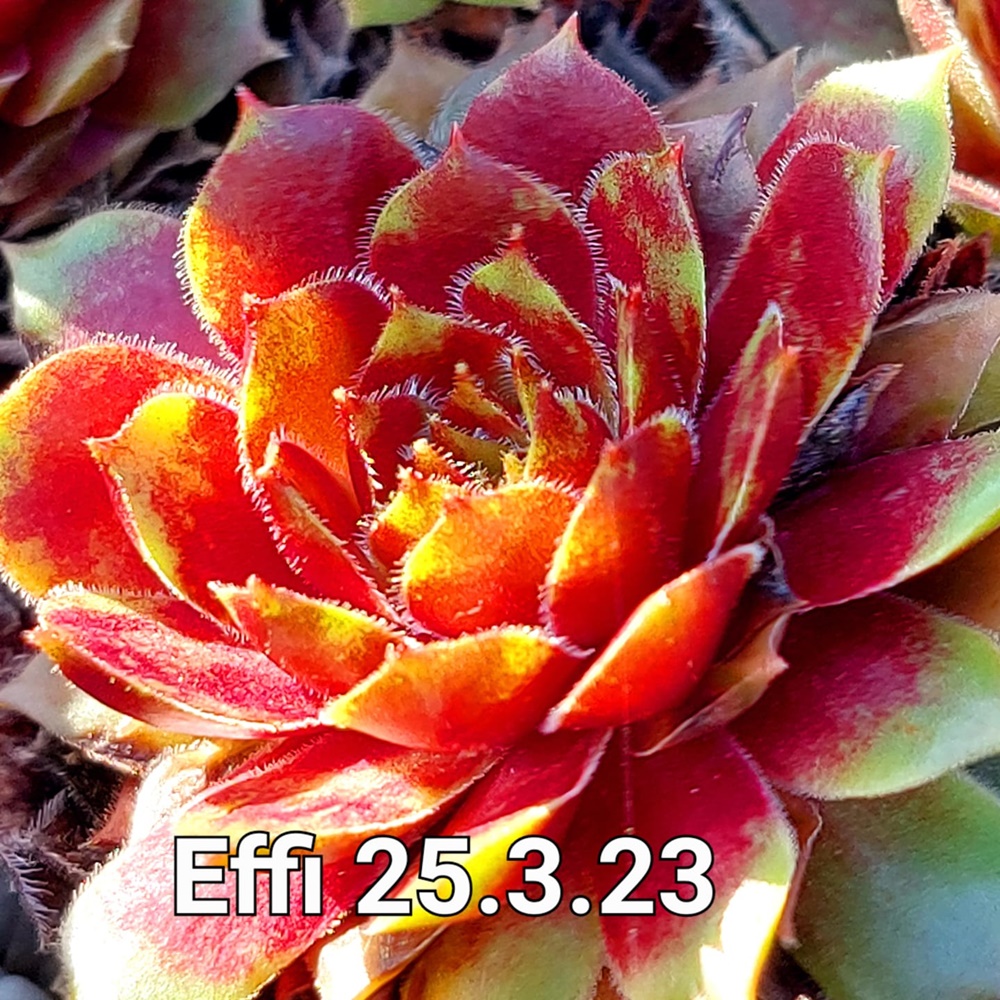 Effi