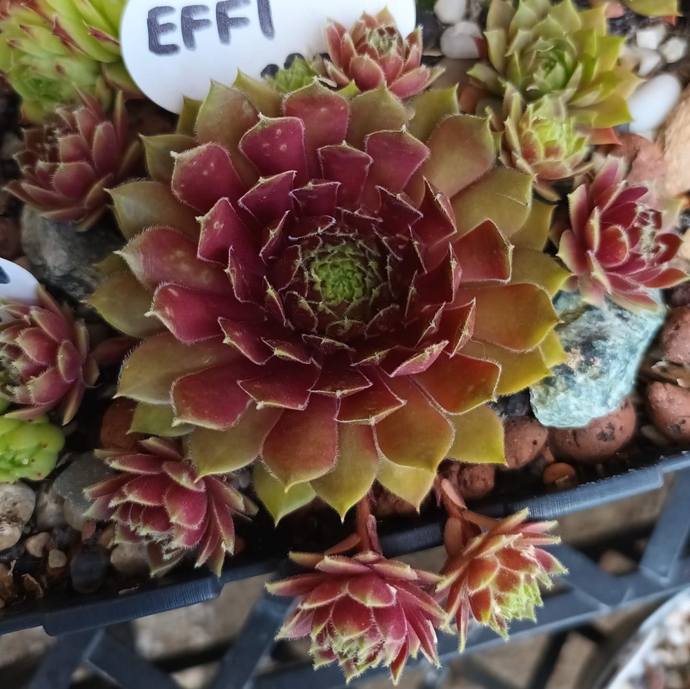 Effi