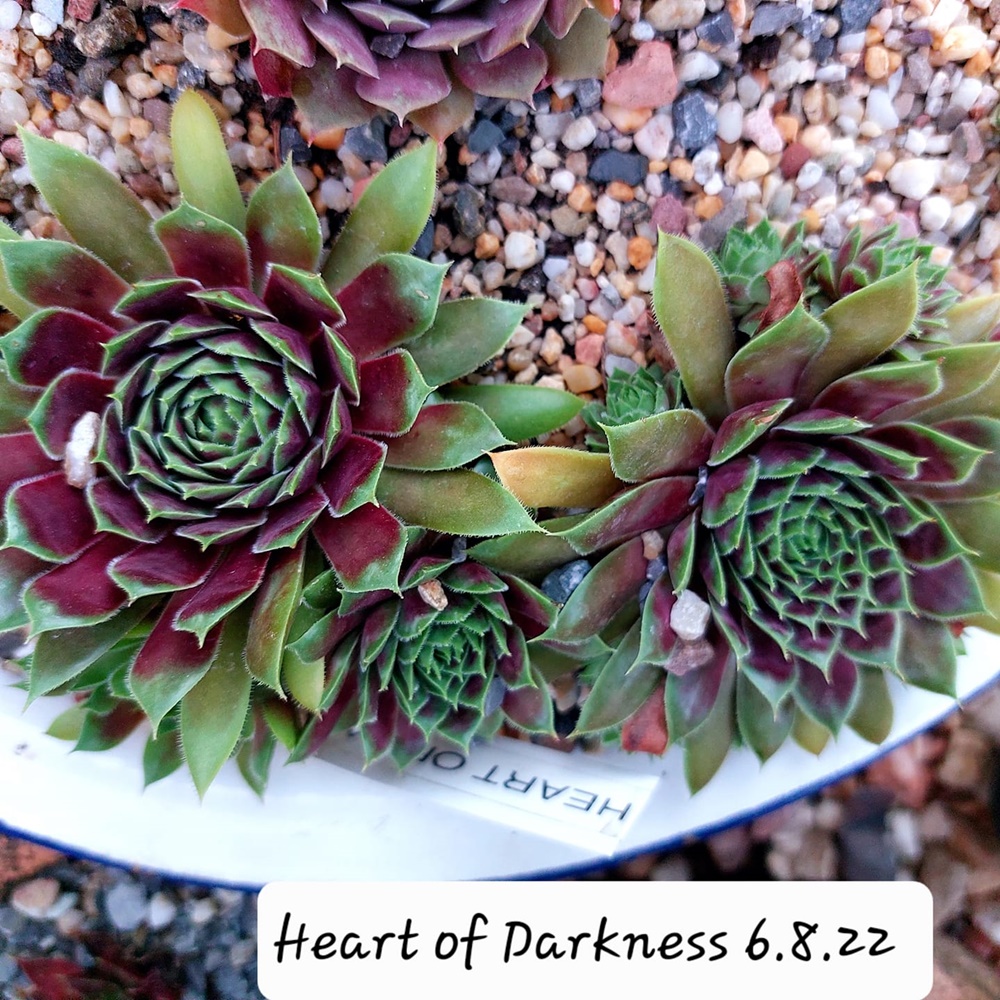 Heart of Darkness