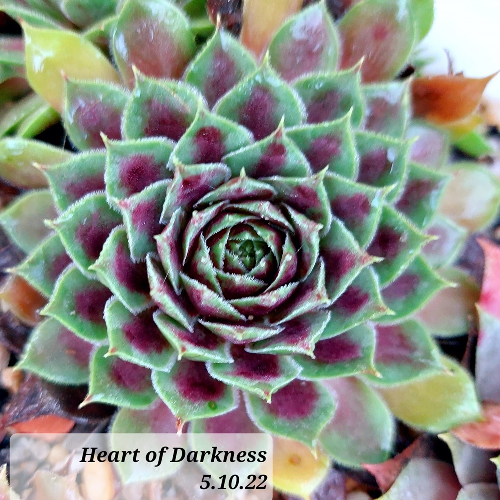 Heart of Darkness