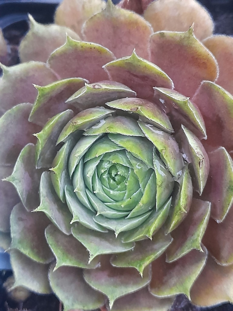 Just Pinkest (Netzfund)