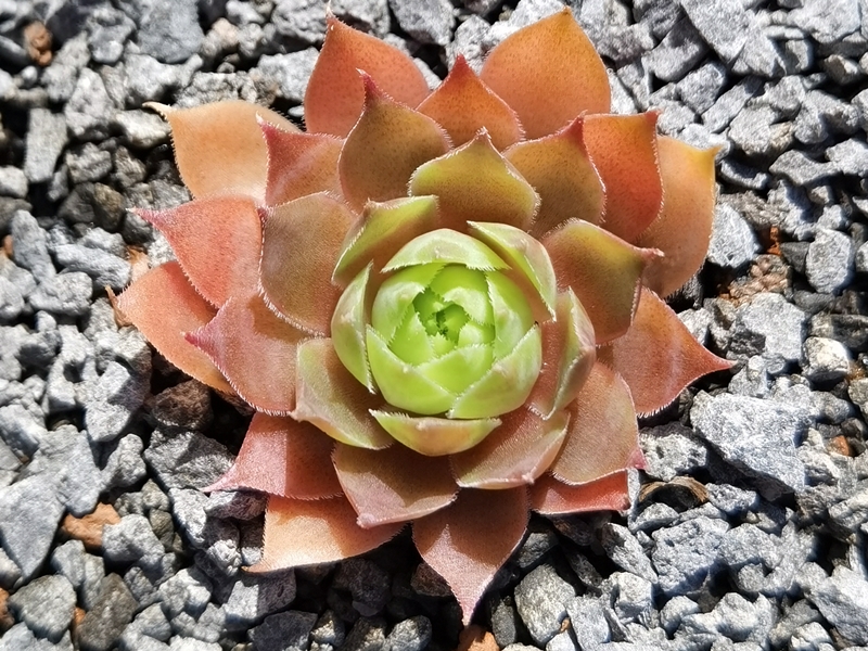 Korspelse Verolien