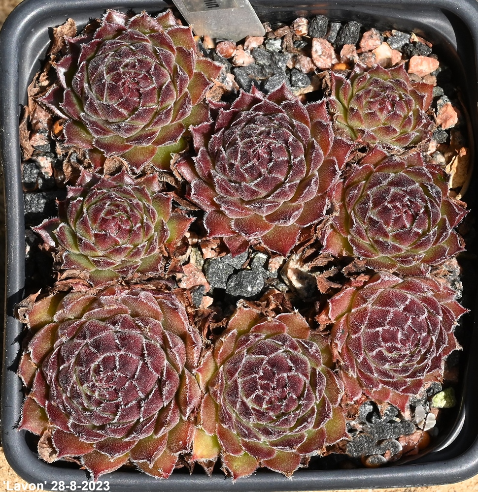 Lavonn