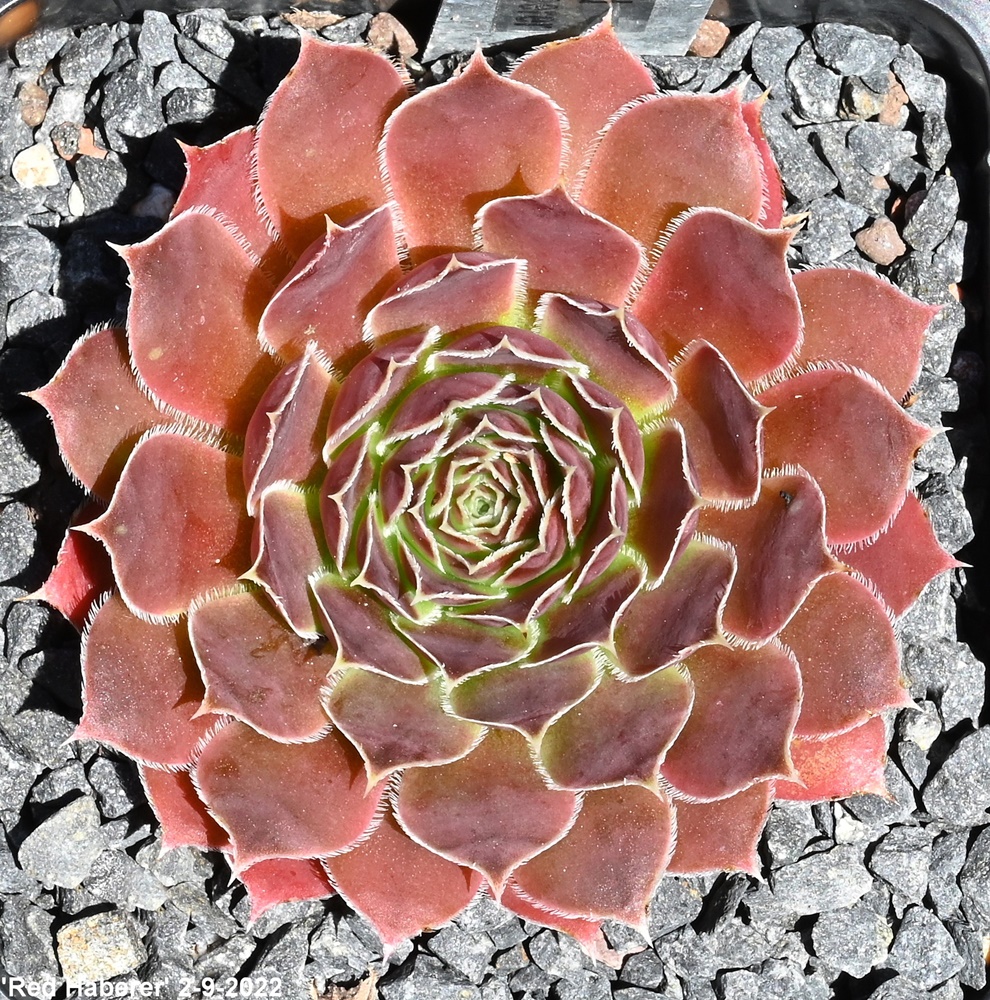 Red Haberer / Jovi 