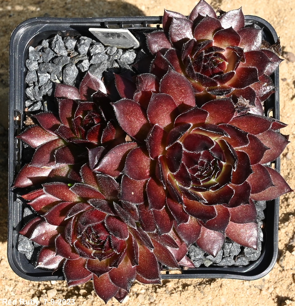 Red Ruby