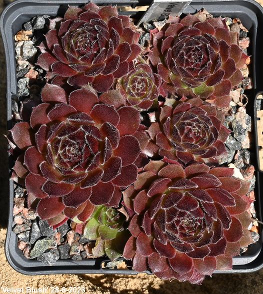 Velvet Blush