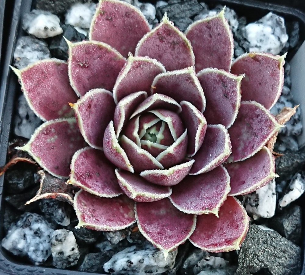 Violet Flare / Jovi