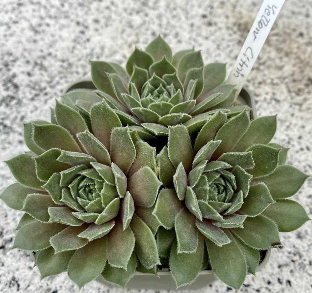 Yellow Citrin (NNG)
