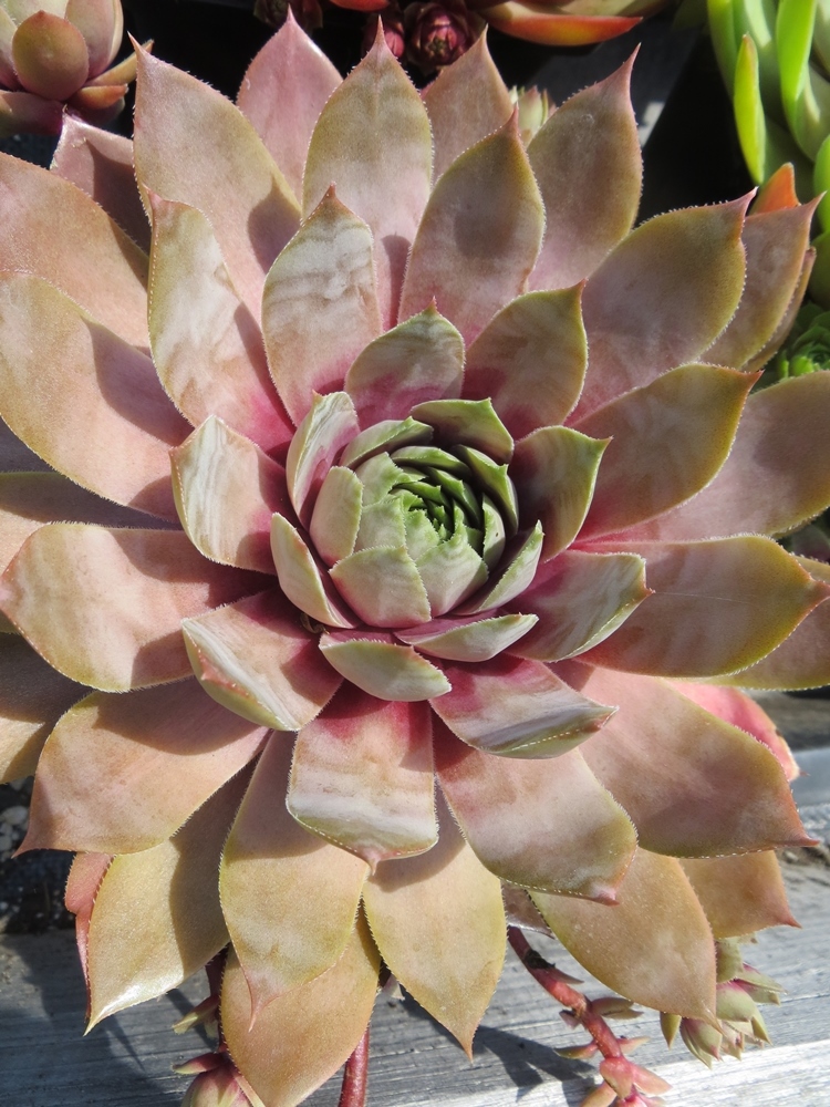 Lavender Ice (Netzfund)