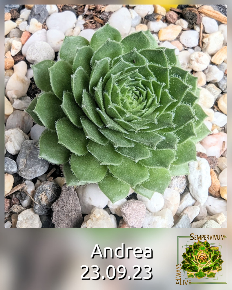 Andrea (Netzfund)