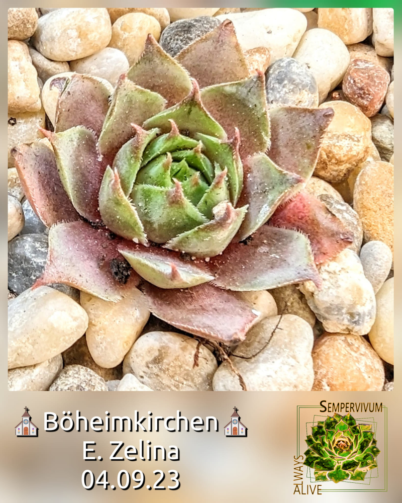 Böheimkirchen (Netzfund)