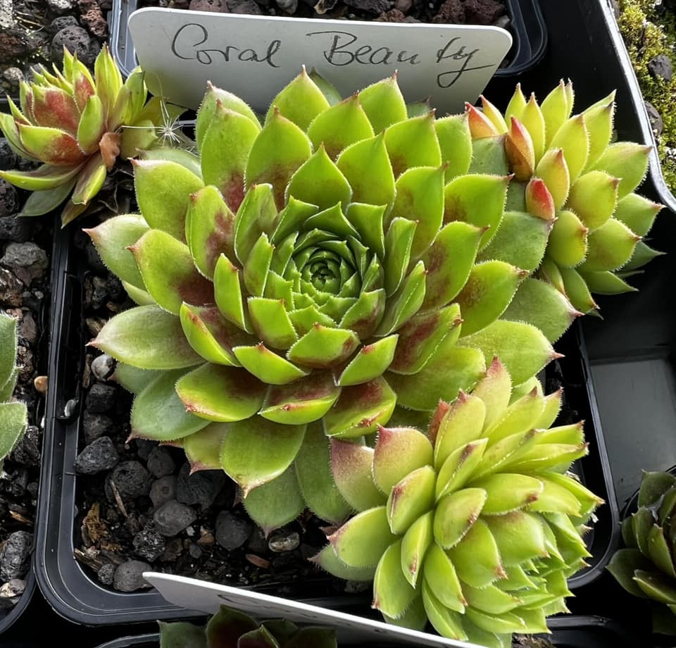 Coral Beauty