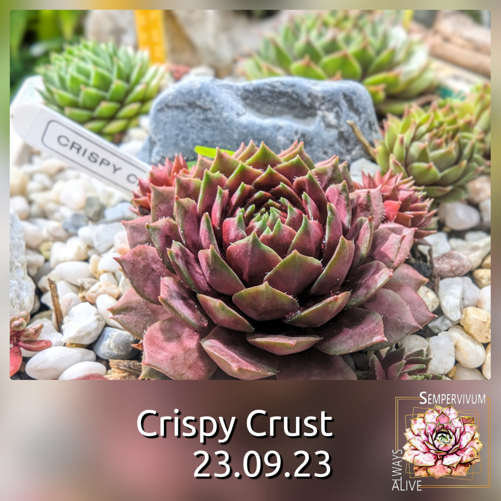 Crispy Crust