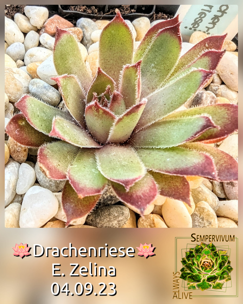 Drachenriese (Netzfund)