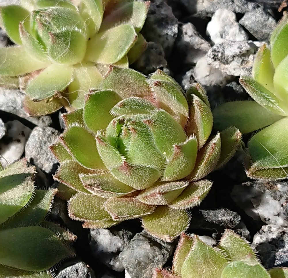 Dusky Typ 2 (NG)