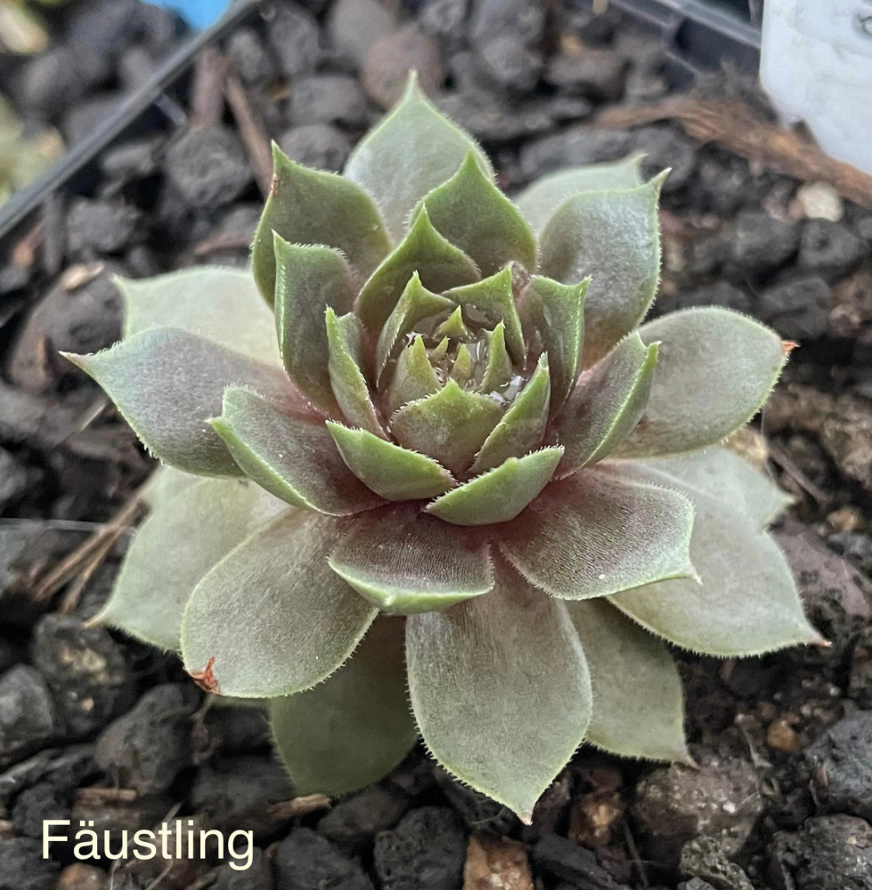 Fäustling (NNG)