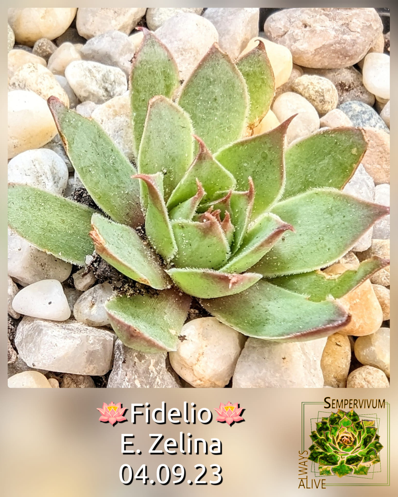 Fidelio (Netzfund)