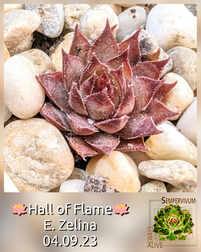 Hall of Flame (Netzfund)