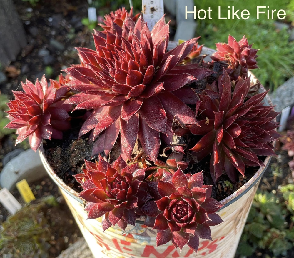 Hot Like Fire (Netzfund)