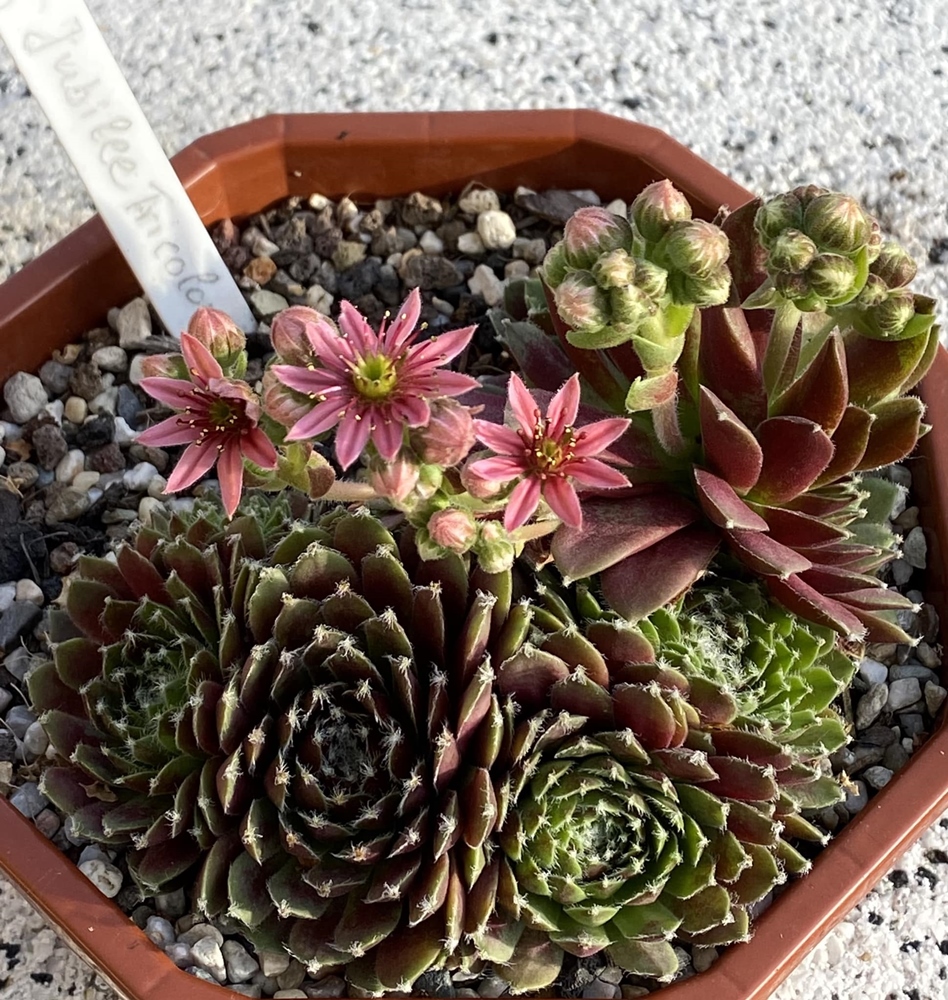 Jubilee Tricolor