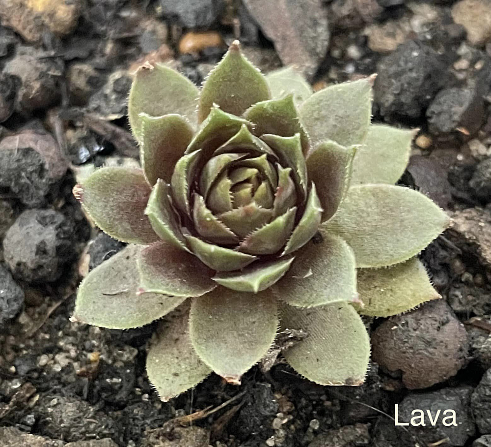Lava (NNG)