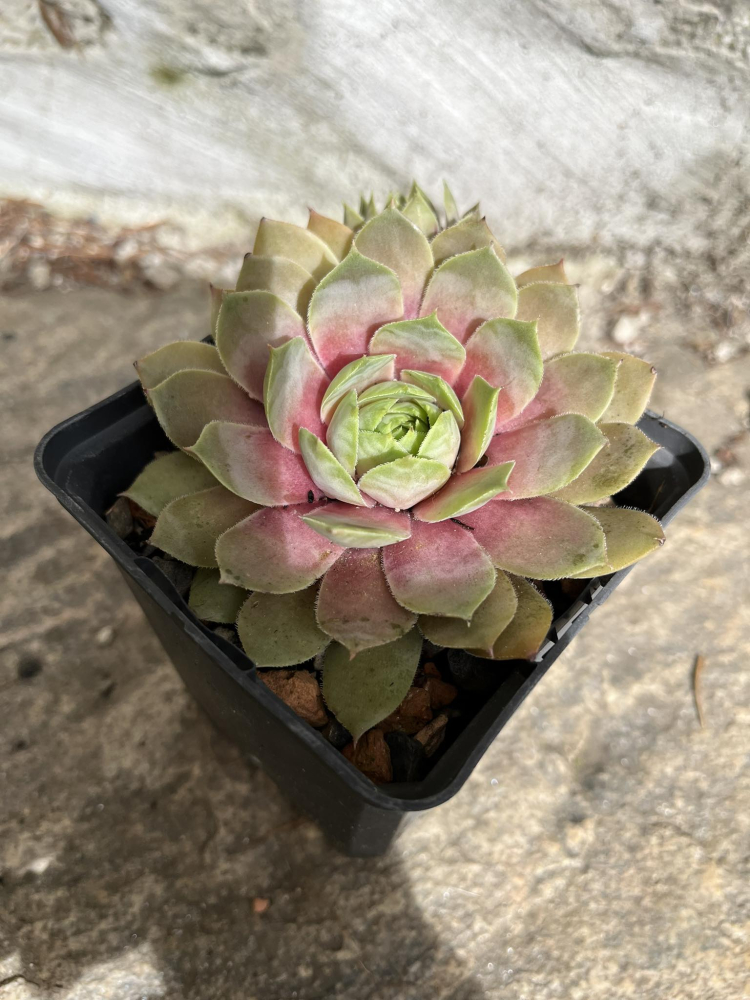 Lavender Ice (Netzfund)