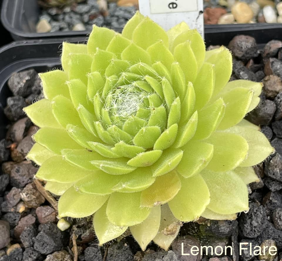 Lemon Flare© (Netzfund)