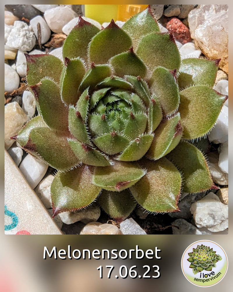 Melonensorbet (Netzfund)