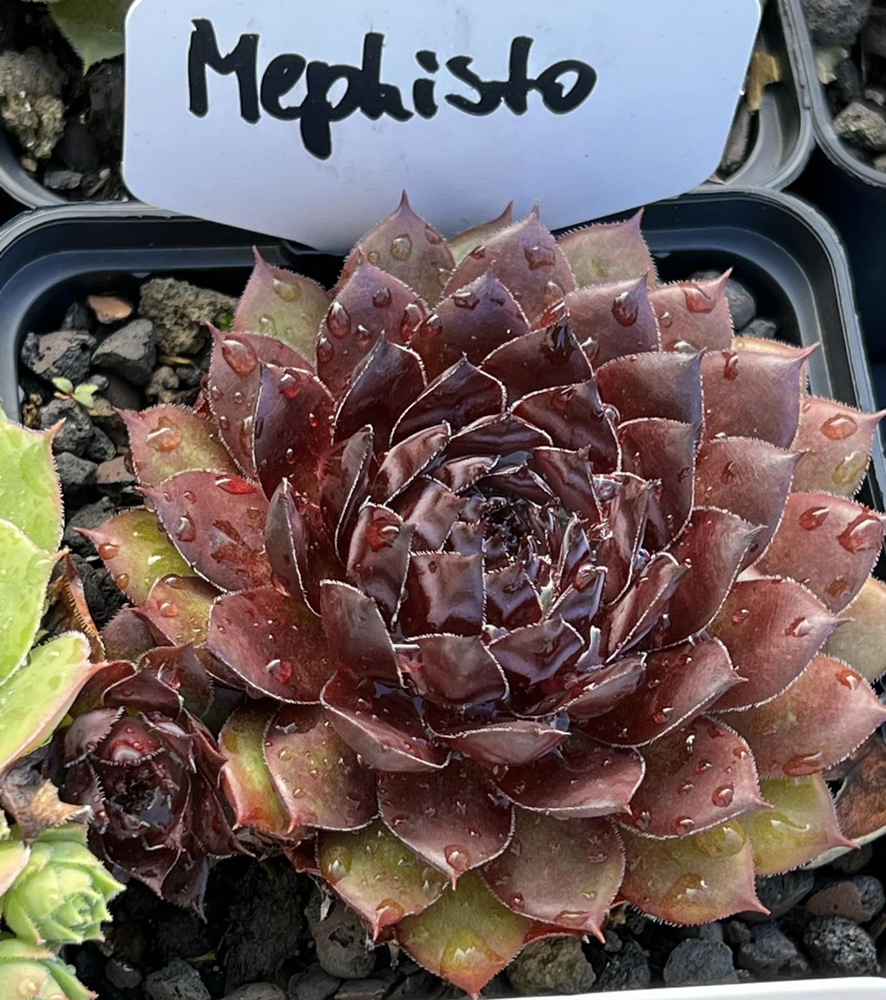 Mephisto (NNG)